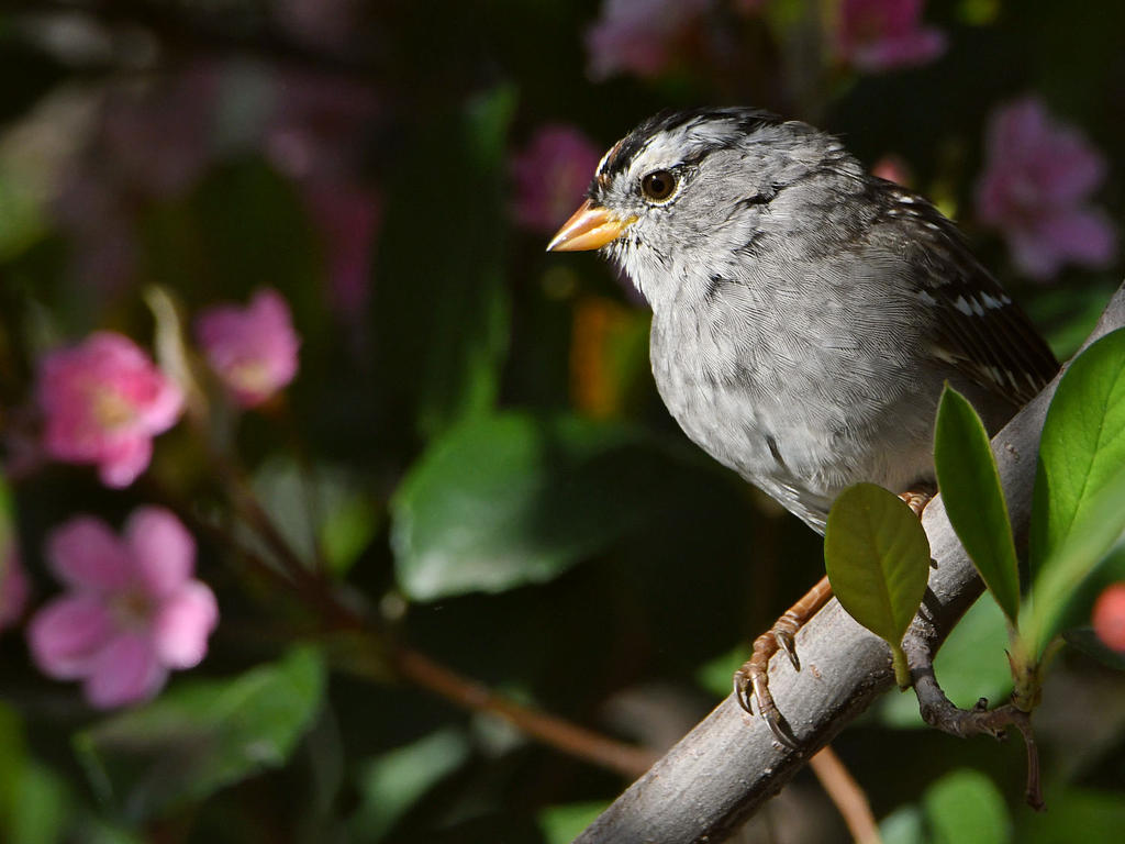 Sparrow.jpg