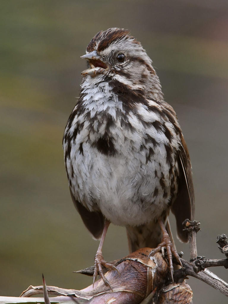 Sparrow.jpg