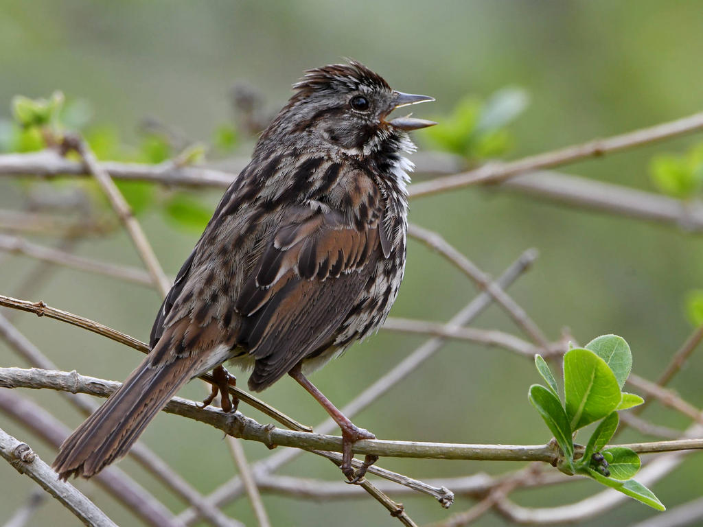 Sparrow.jpg