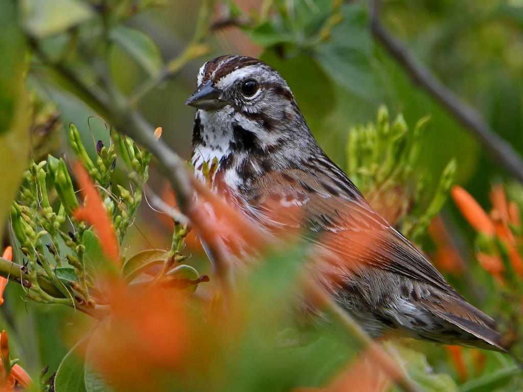 Sparrow.jpg