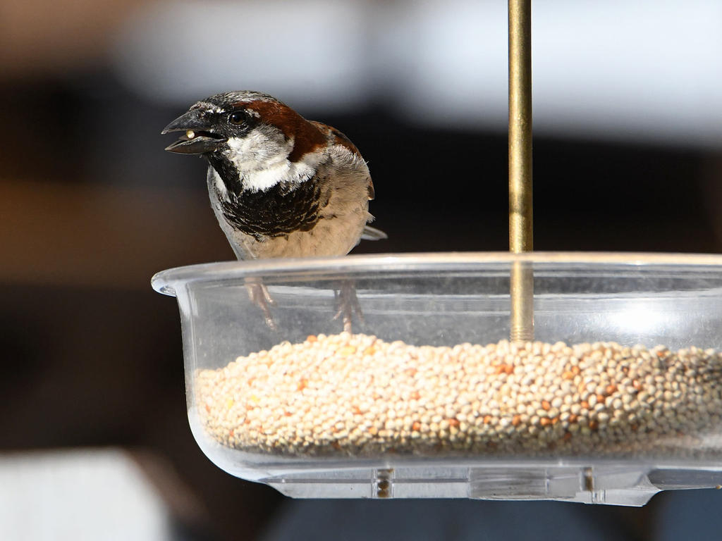 Sparrow.jpg