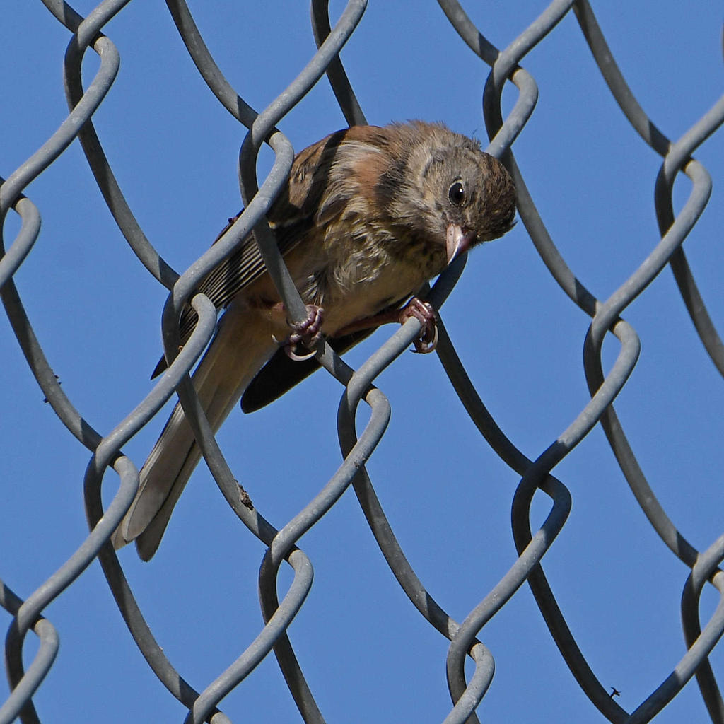 Sparrow.jpg