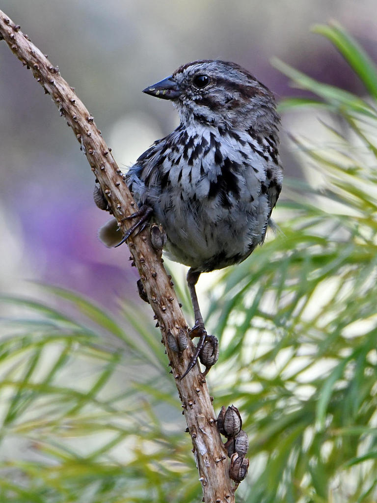 Sparrow.jpg