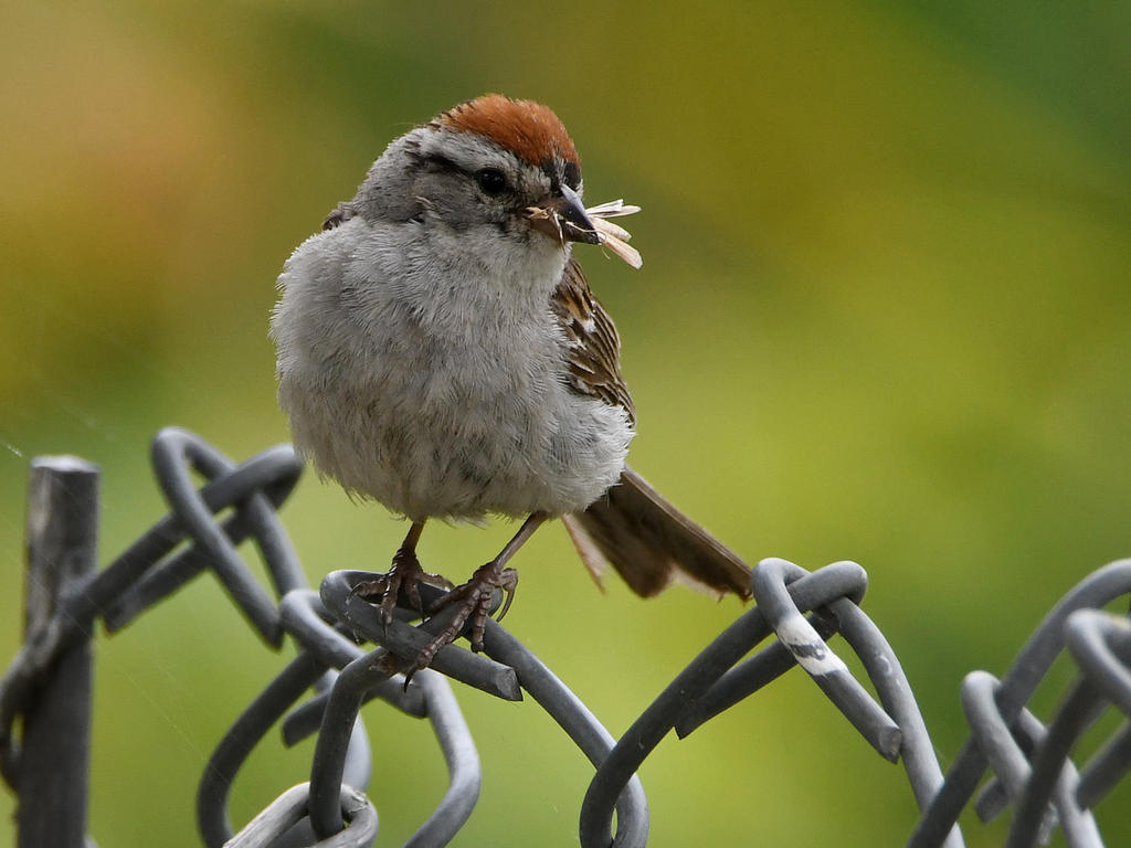 Sparrow.jpg