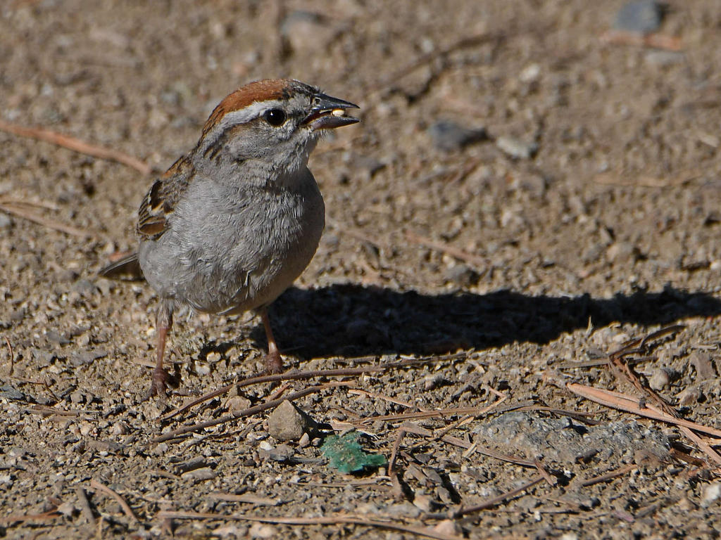 Sparrow.jpg