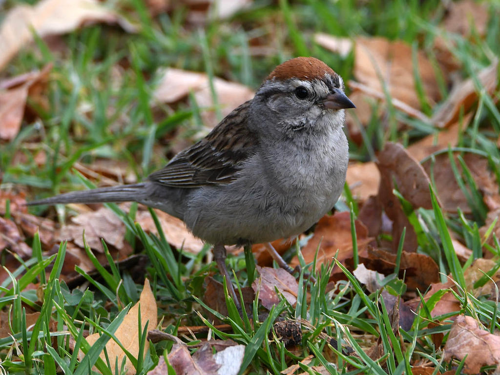 Sparrow.jpg
