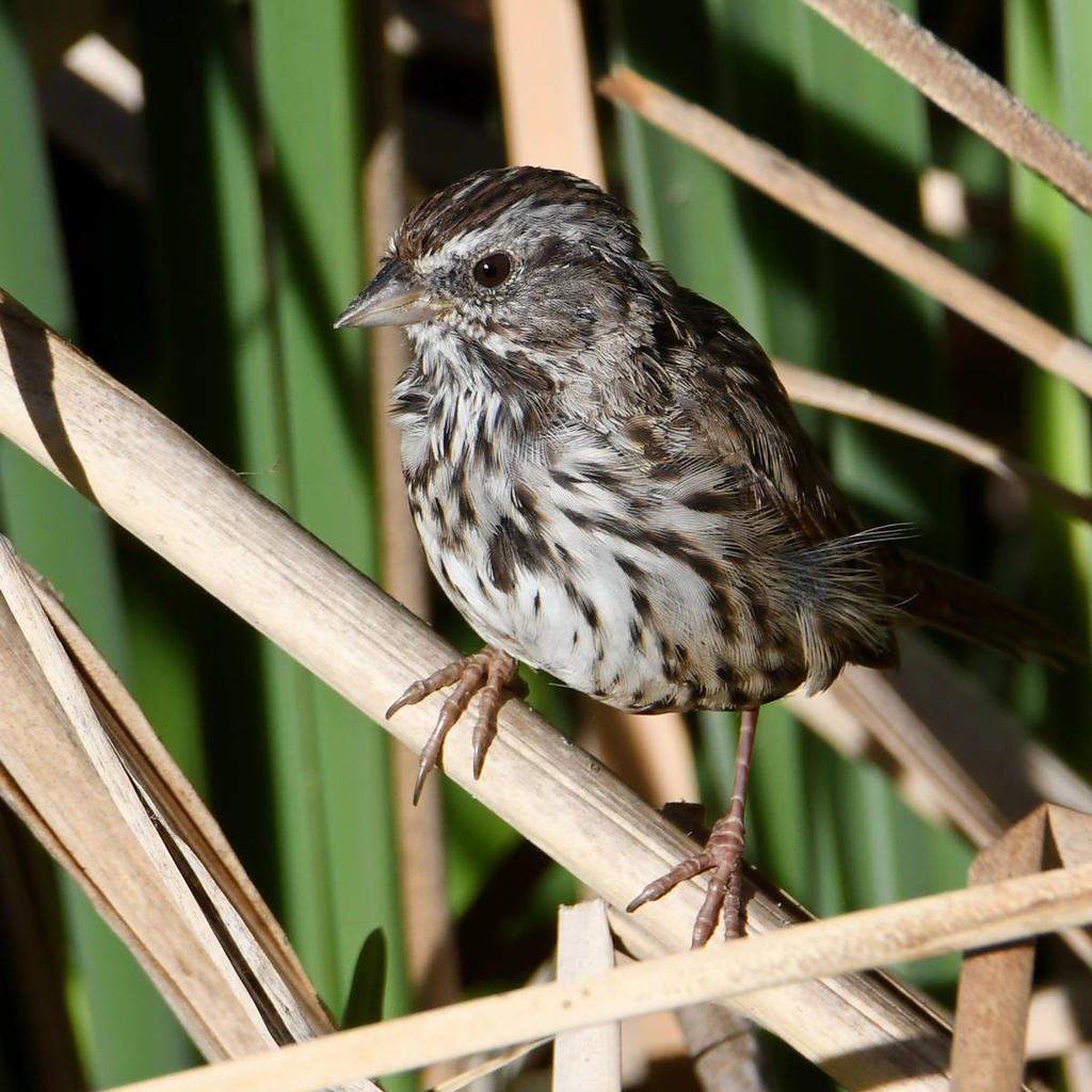 Sparrow.jpg