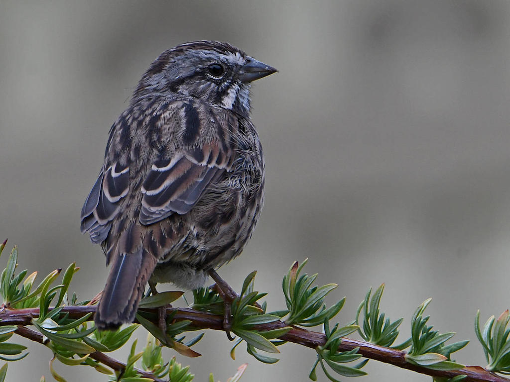 Sparrow.jpg
