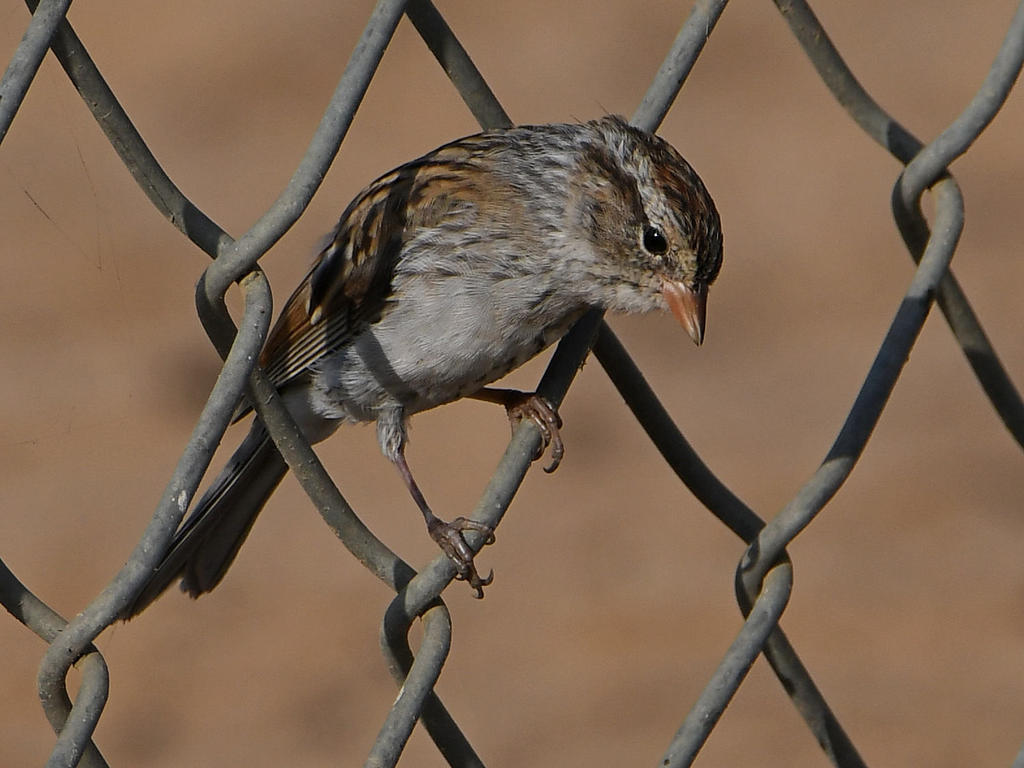 Sparrow.jpg