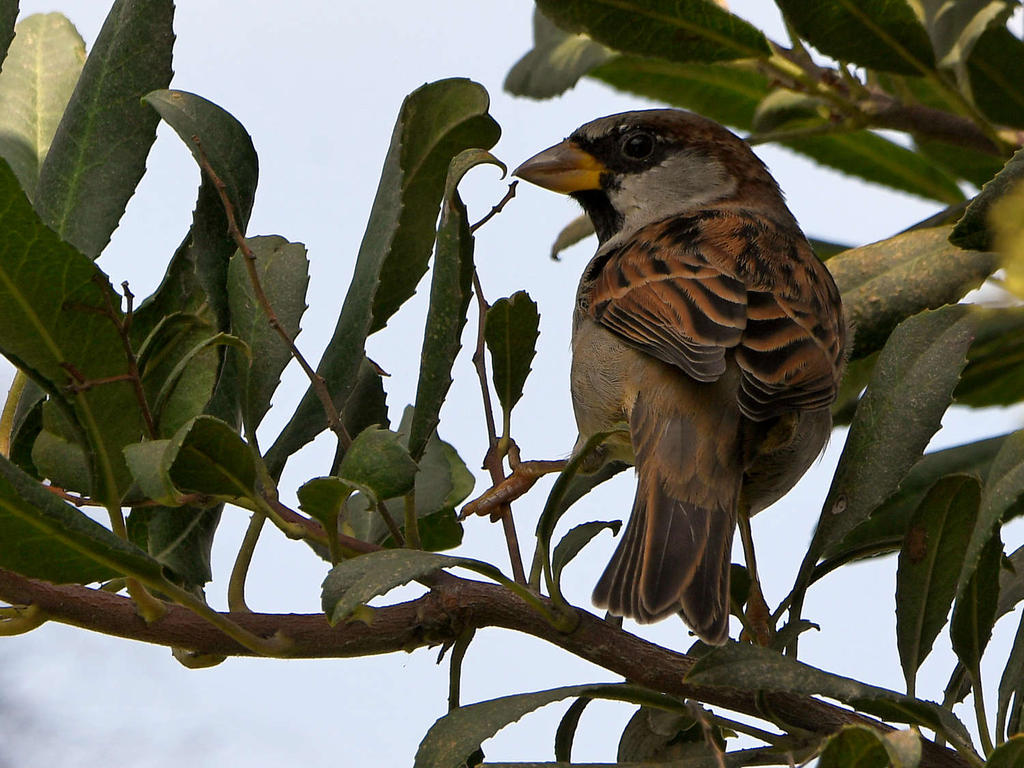 Sparrow.jpg