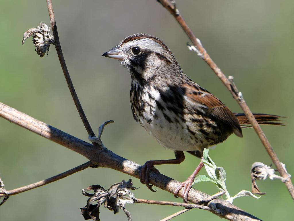 Sparrow.jpg