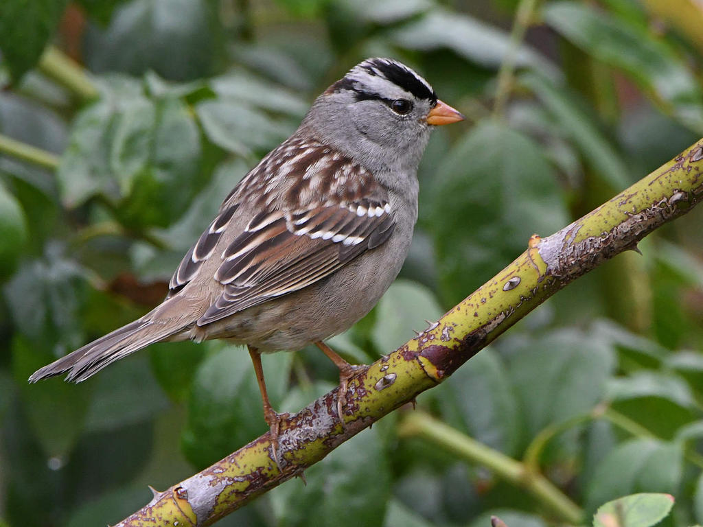 Sparrow.jpg