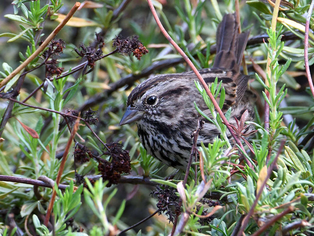 Sparrow.jpg