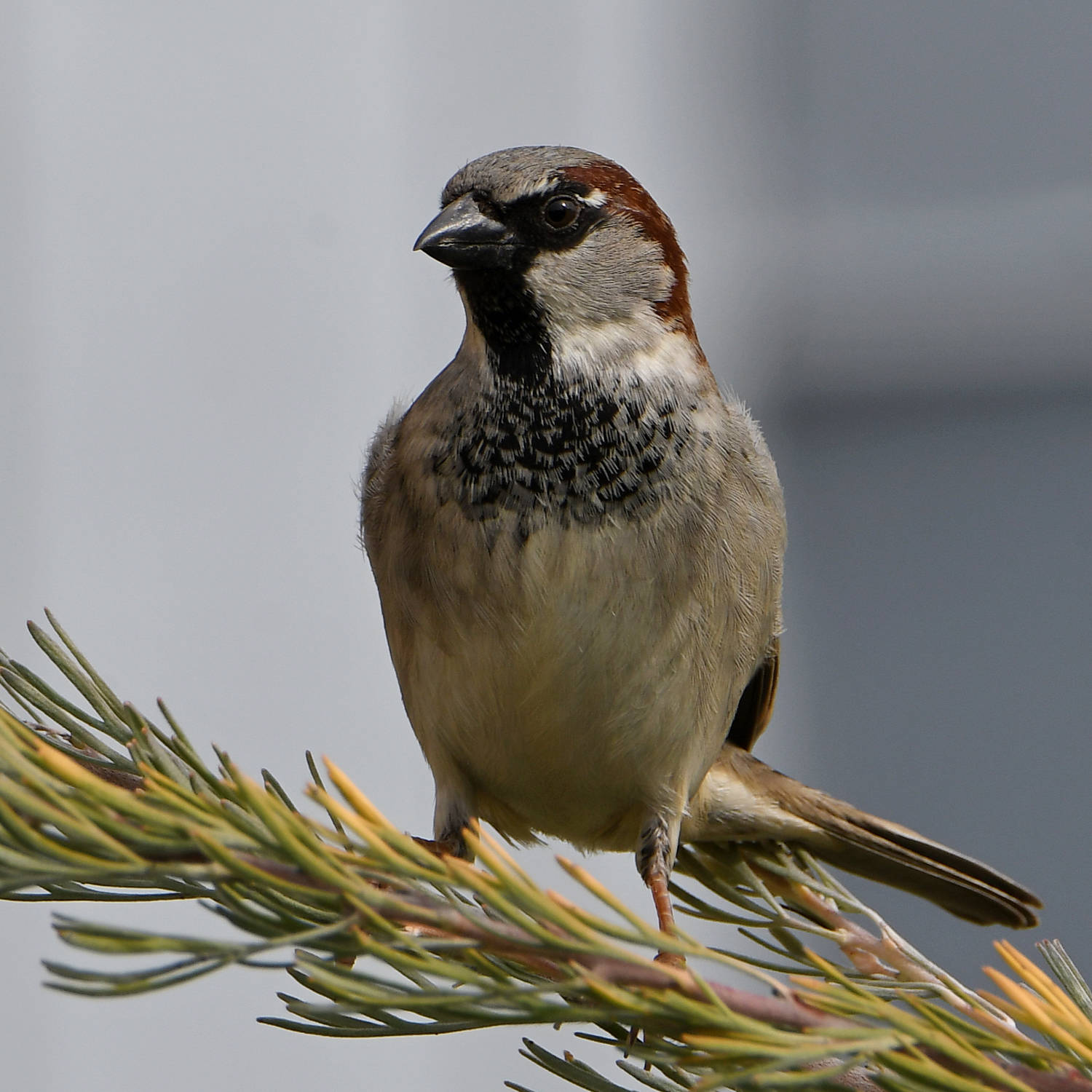 Sparrow.jpg