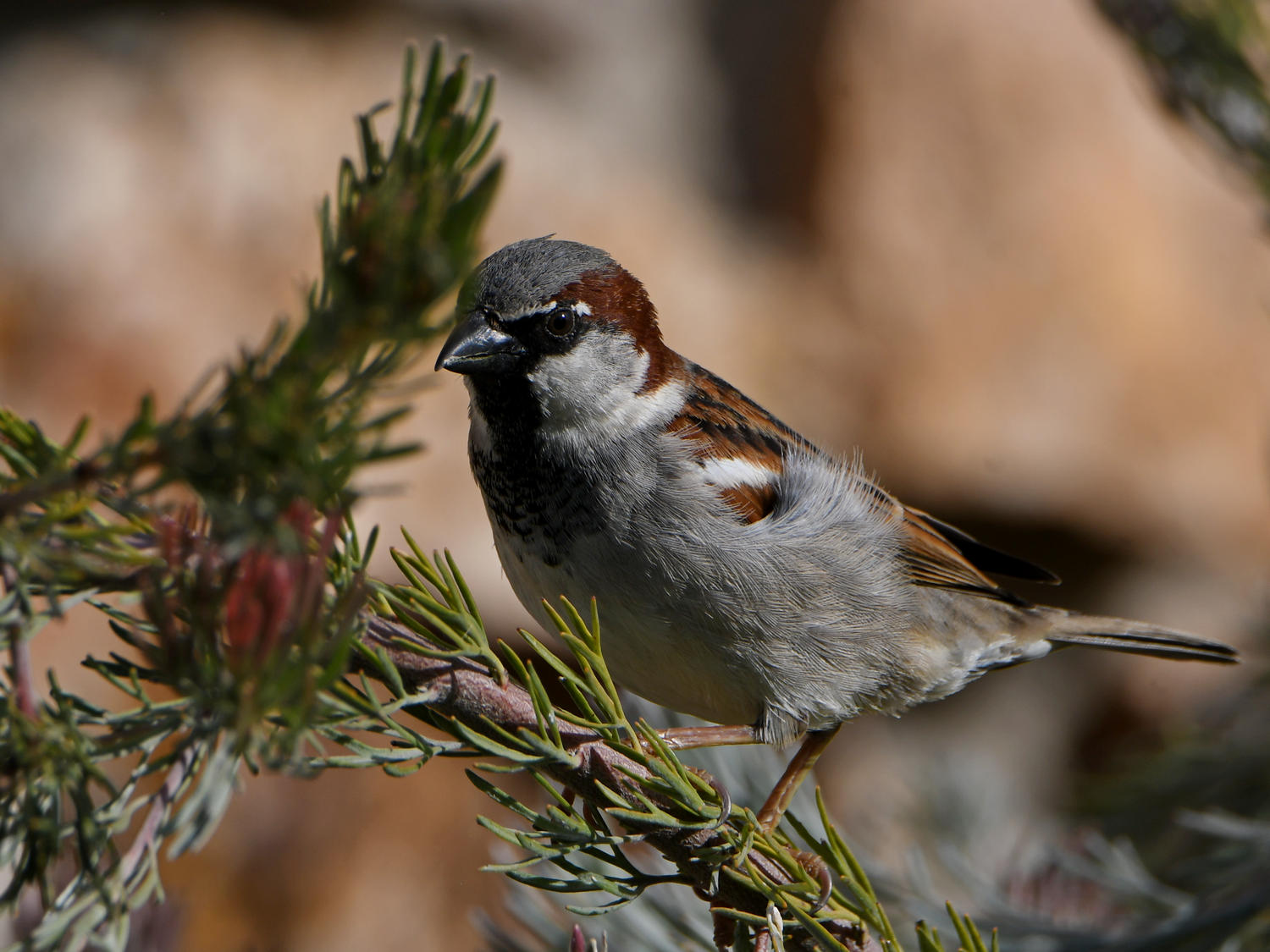 Sparrow.jpg