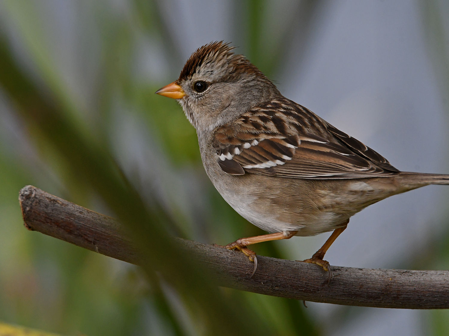 Sparrow.jpg