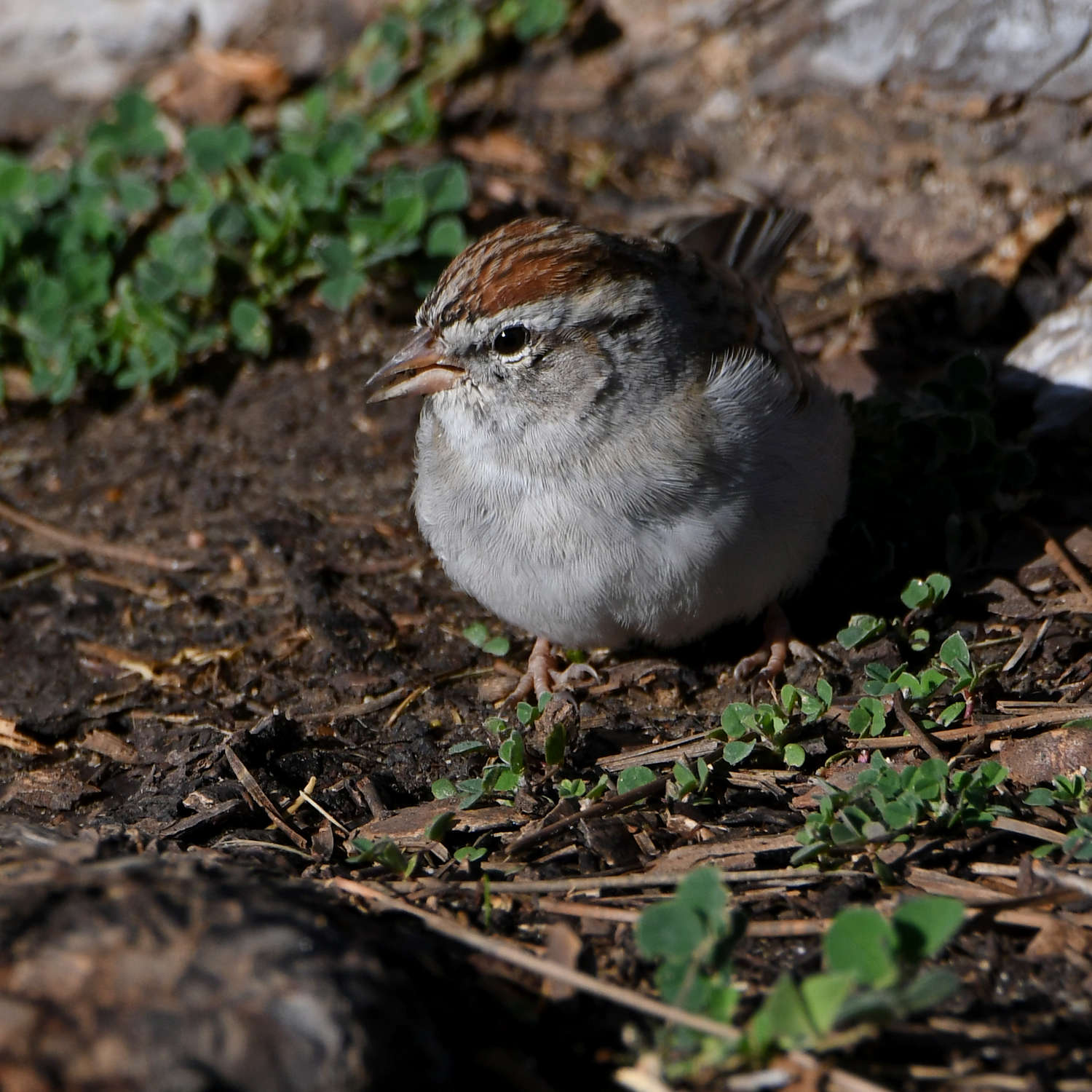 Sparrow.jpg