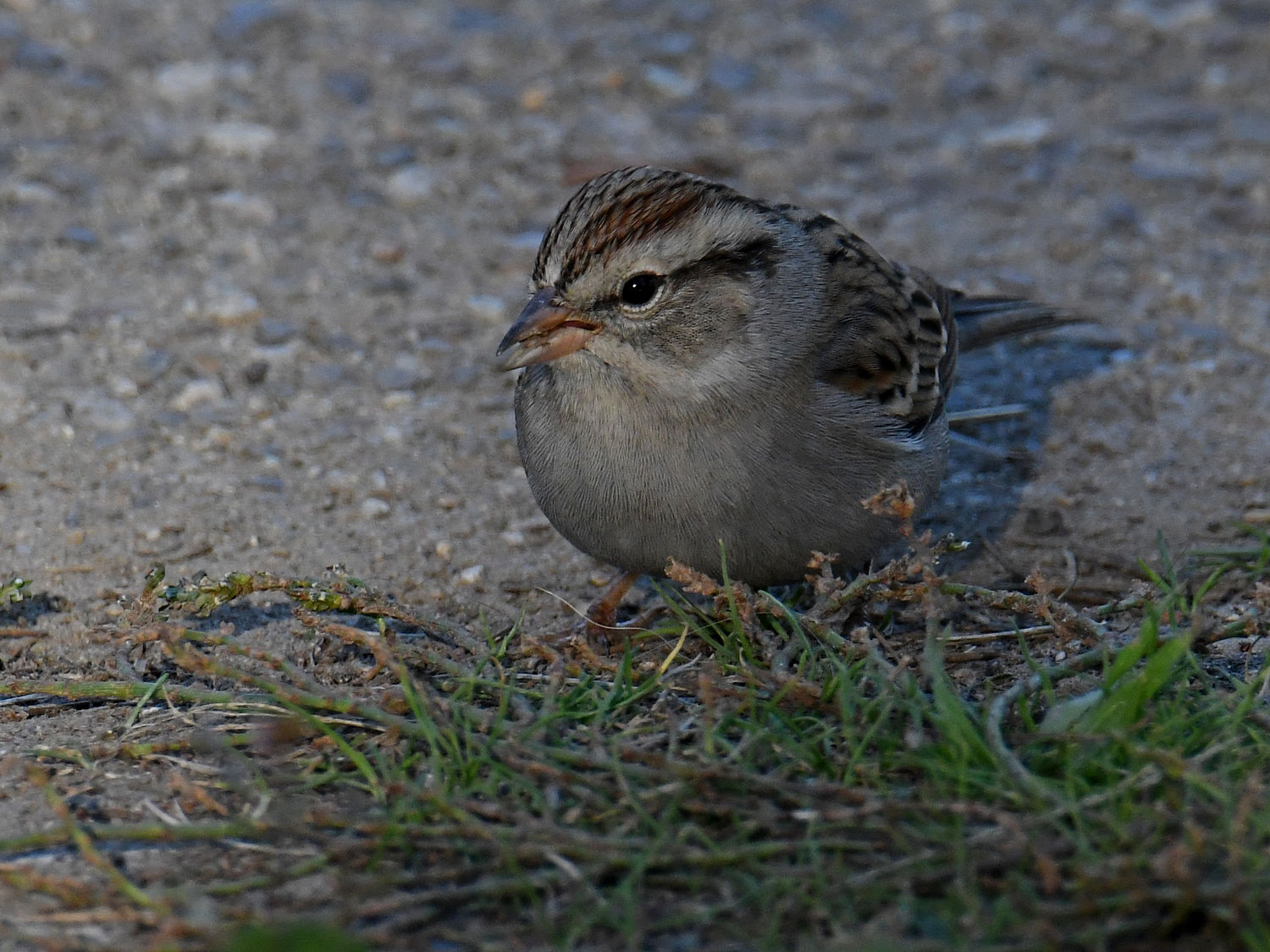 Sparrow.jpg
