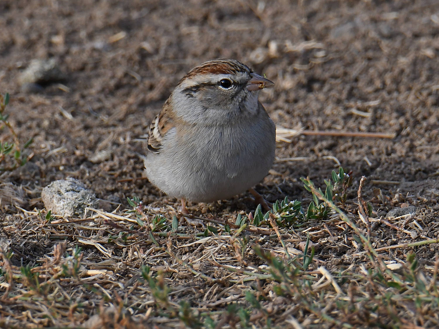Sparrow.jpg
