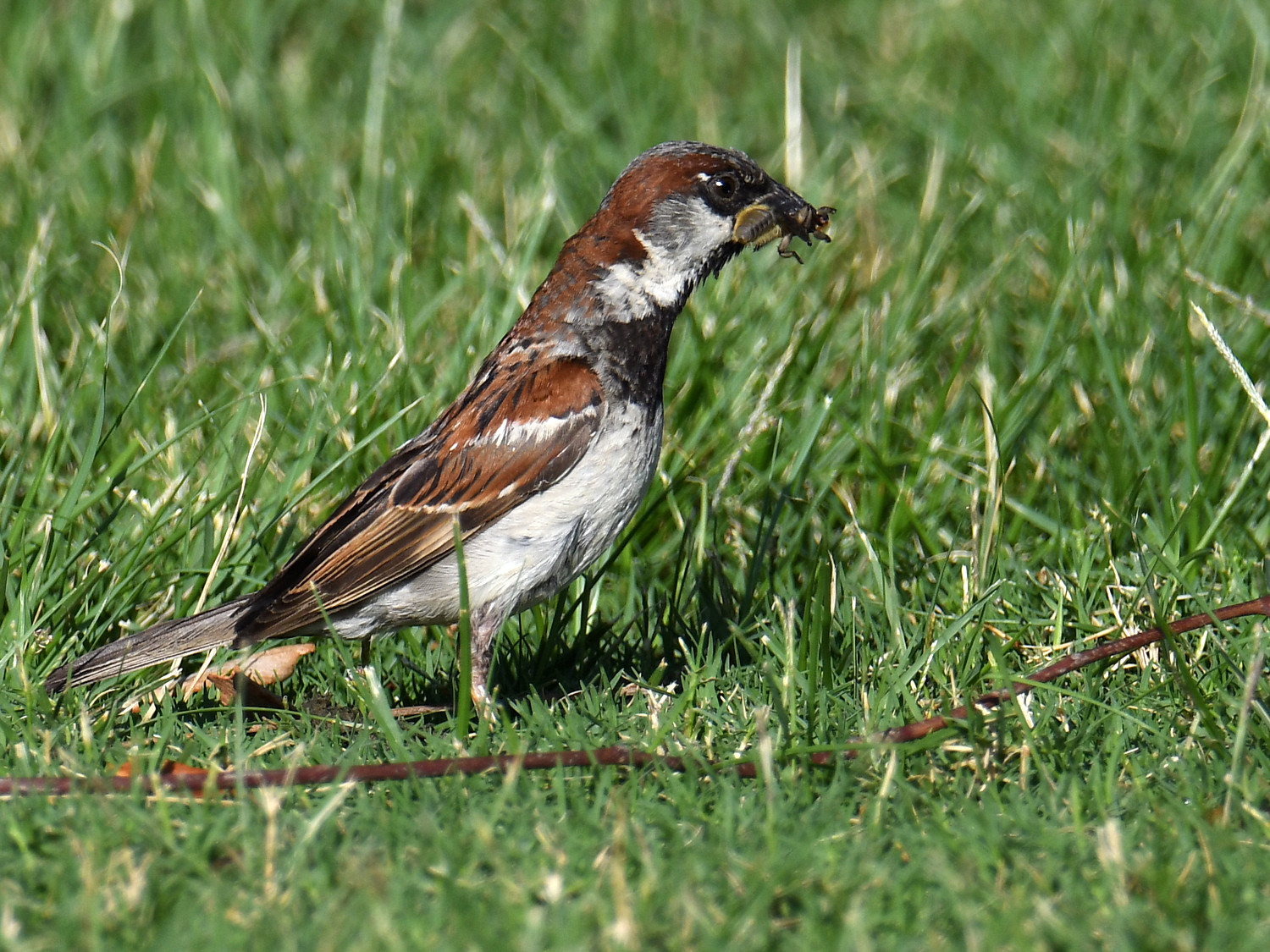 Sparrow.jpg