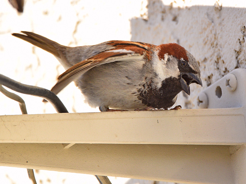 Sparrow10.jpg