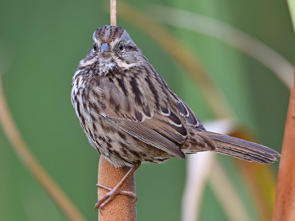 Sparrow10.jpg