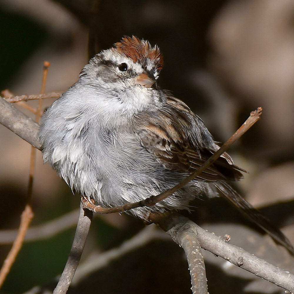 Sparrow10.jpg