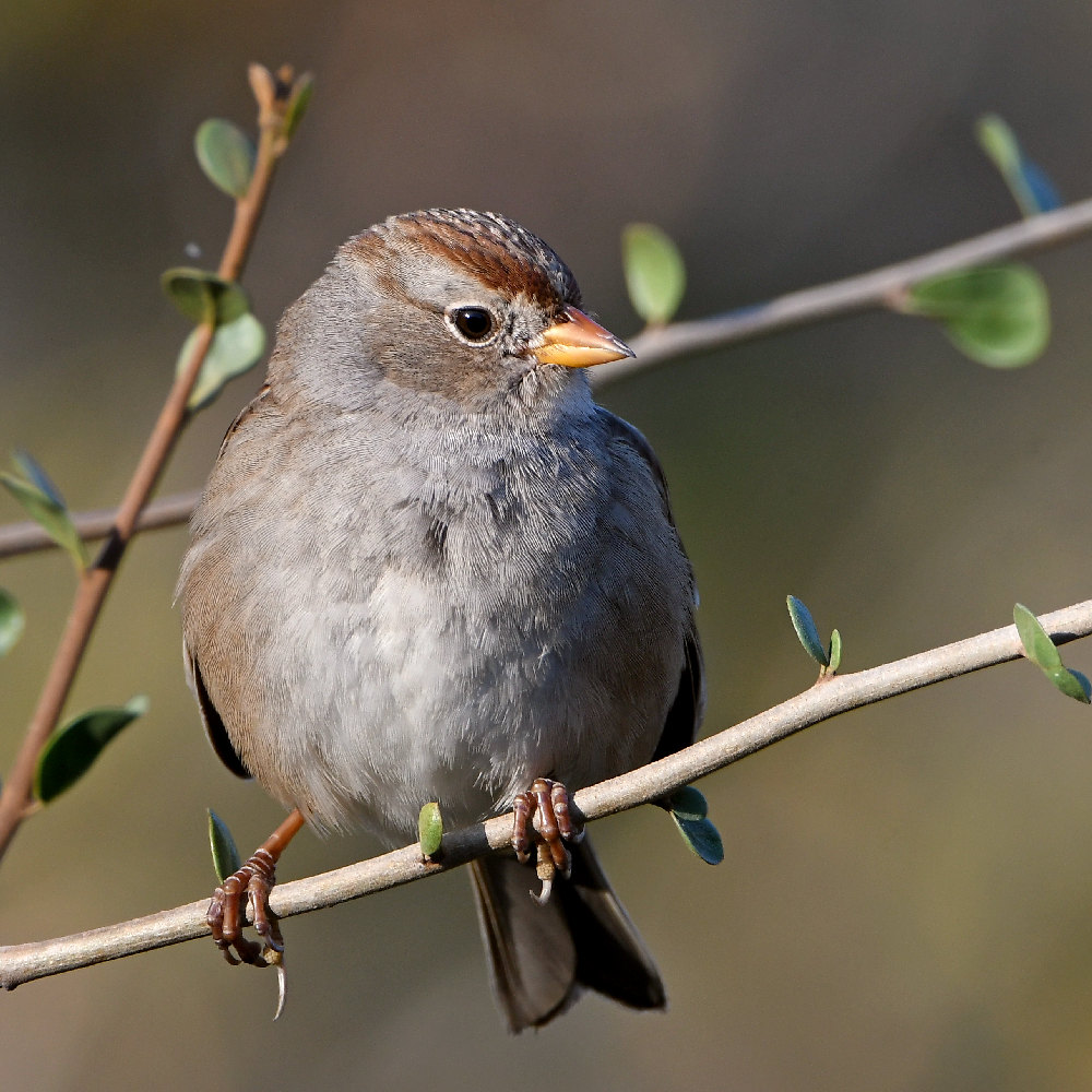 Sparrow10.jpg