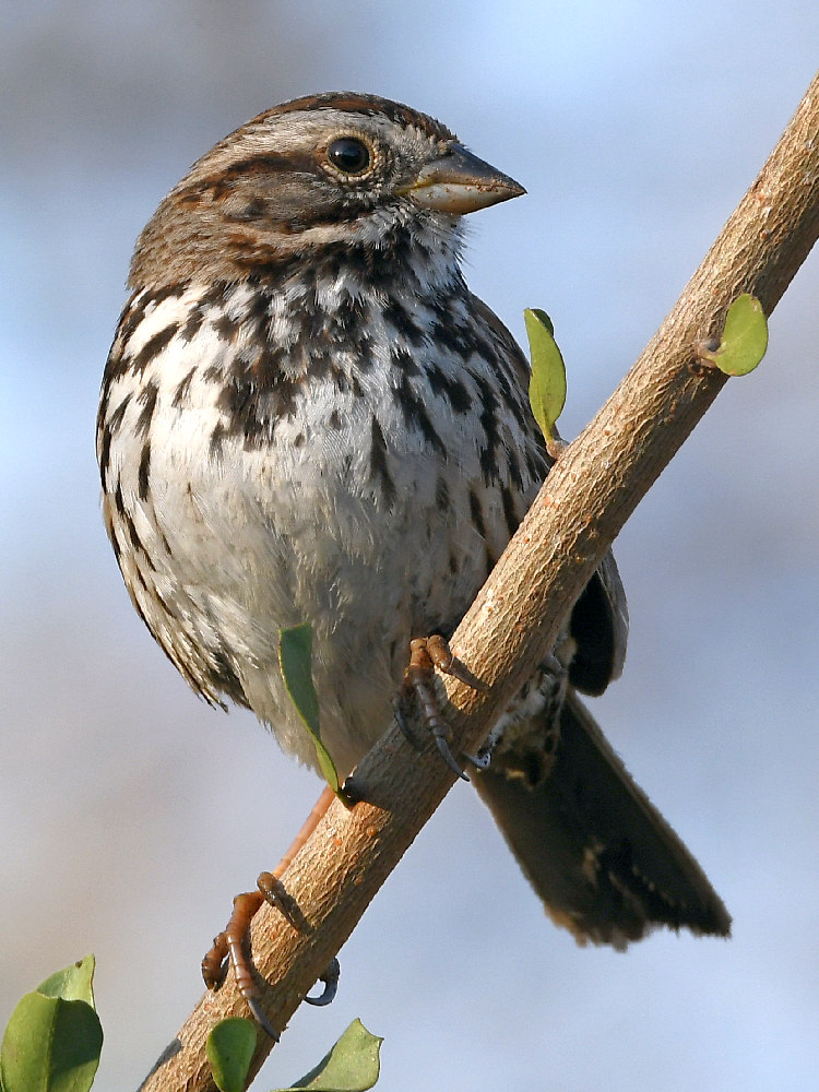 Sparrow10.jpg