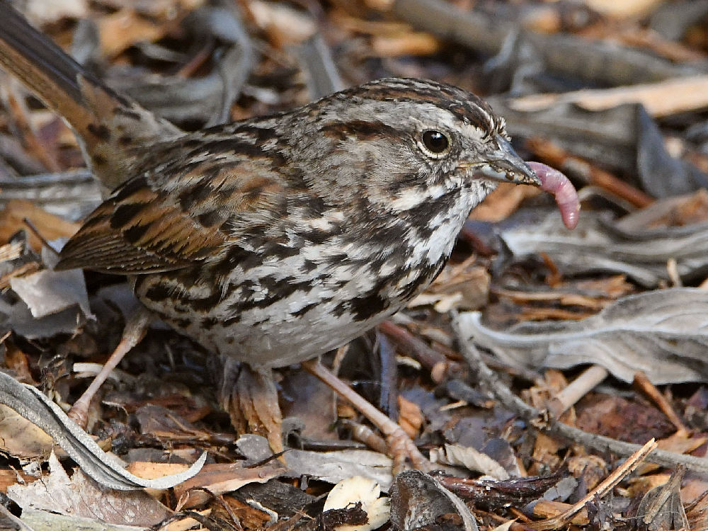 Sparrow10.jpg