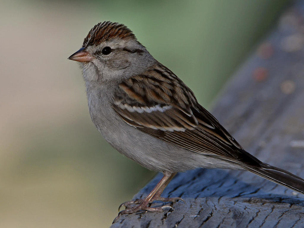 Sparrow10.jpg