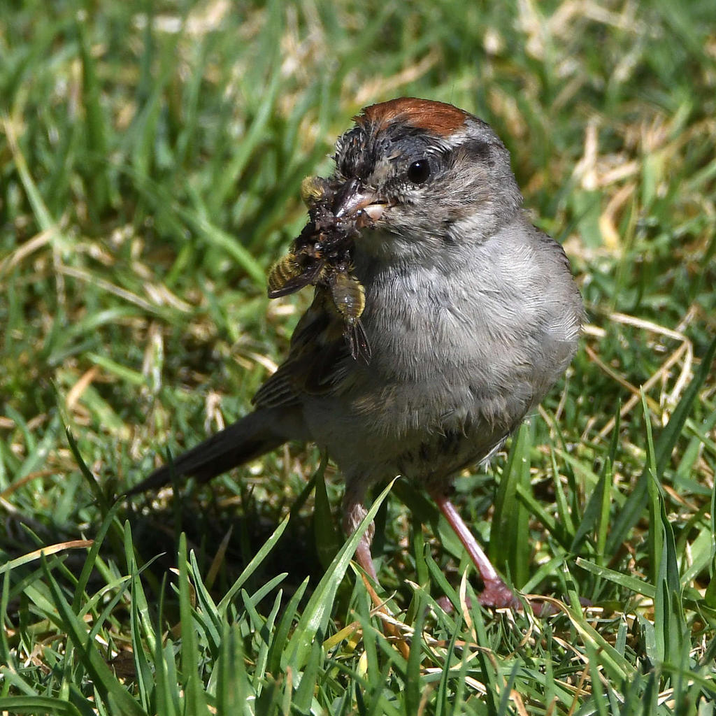 Sparrow10.jpg