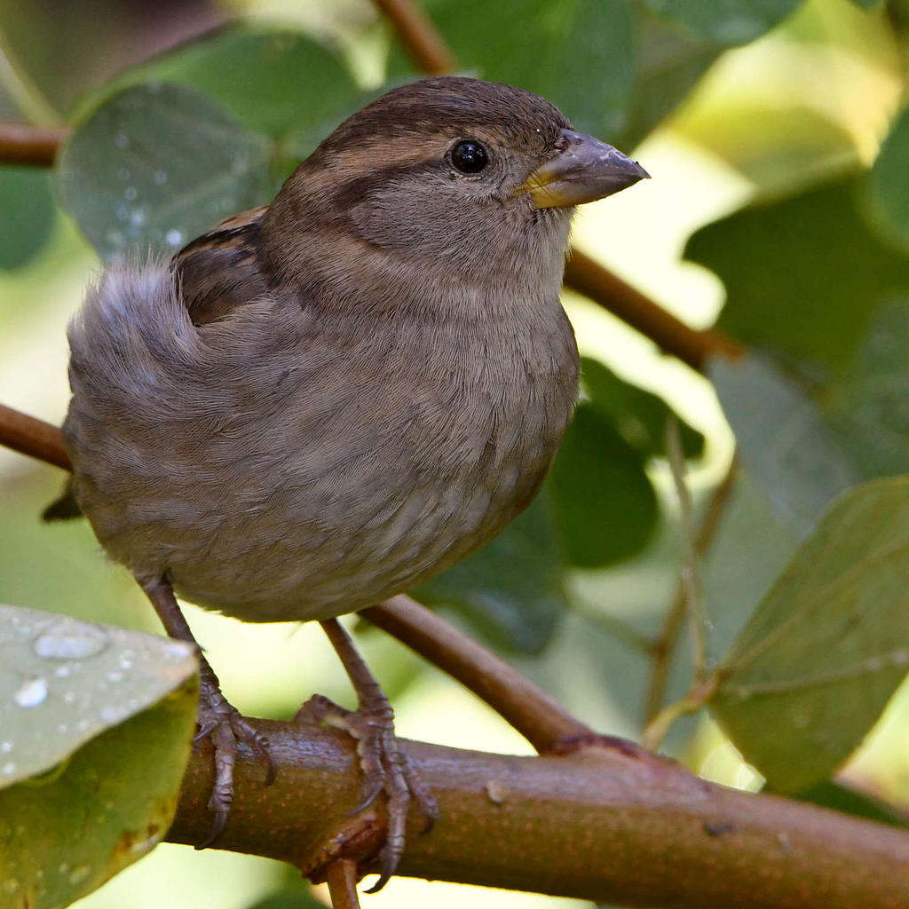Sparrow10.jpg