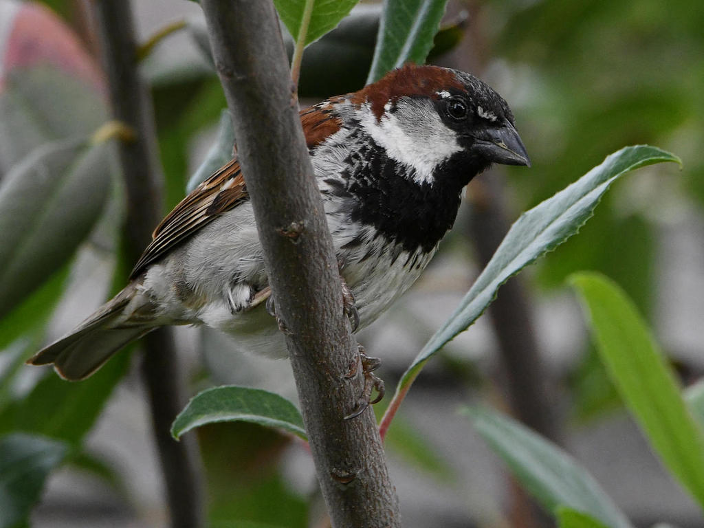 Sparrow10.jpg
