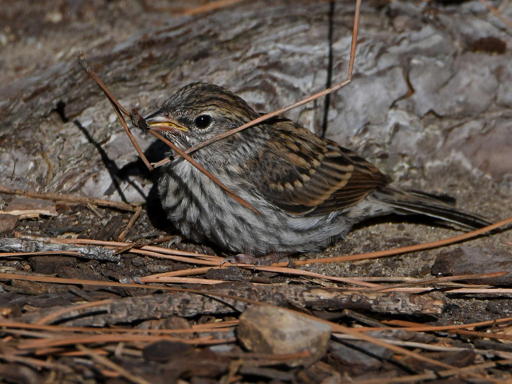 Sparrow10.jpg