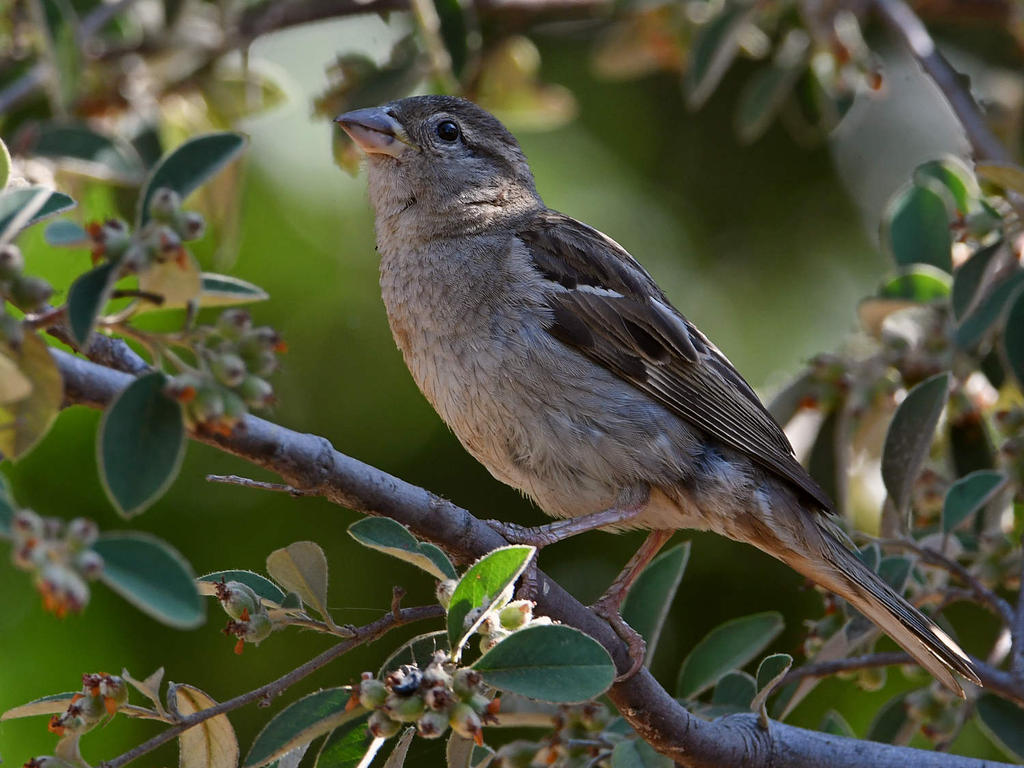 Sparrow10.jpg