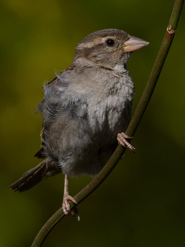 Sparrow10.jpg