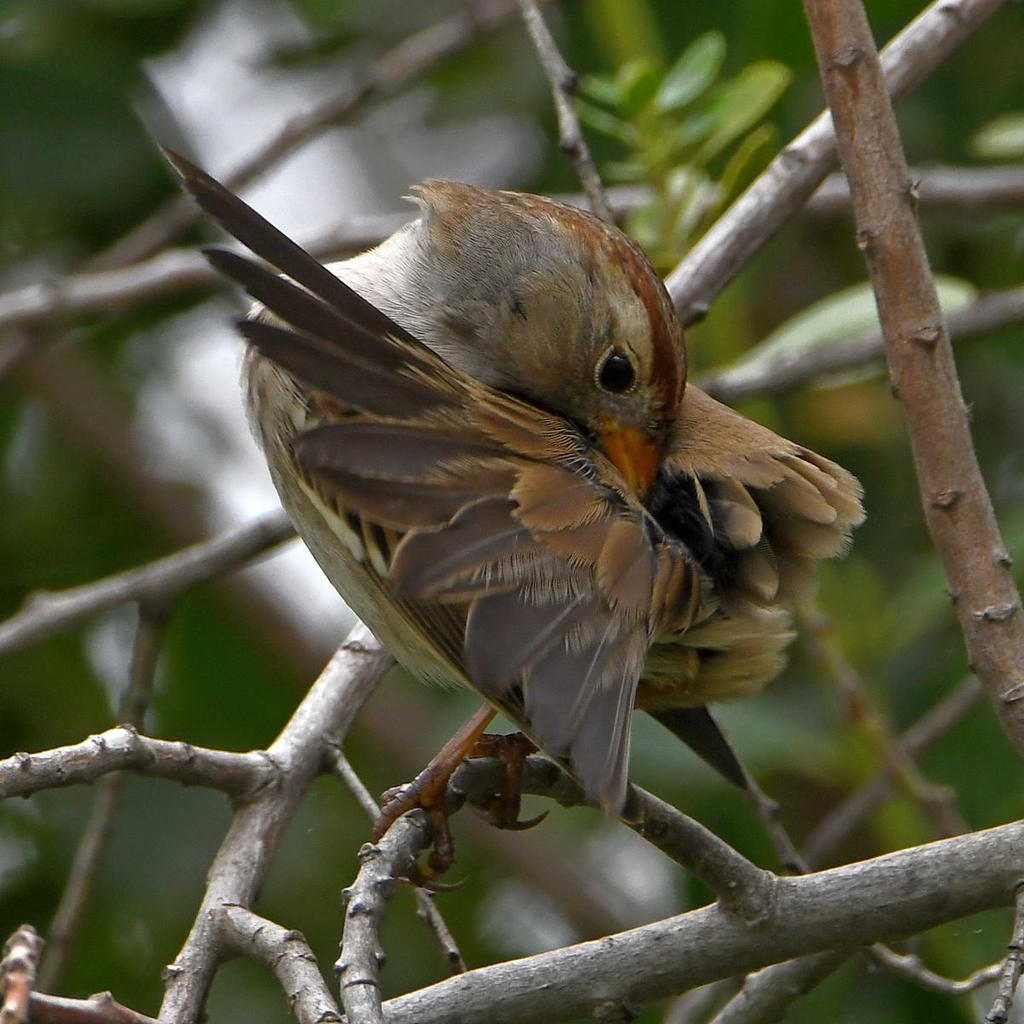 Sparrow10.jpg