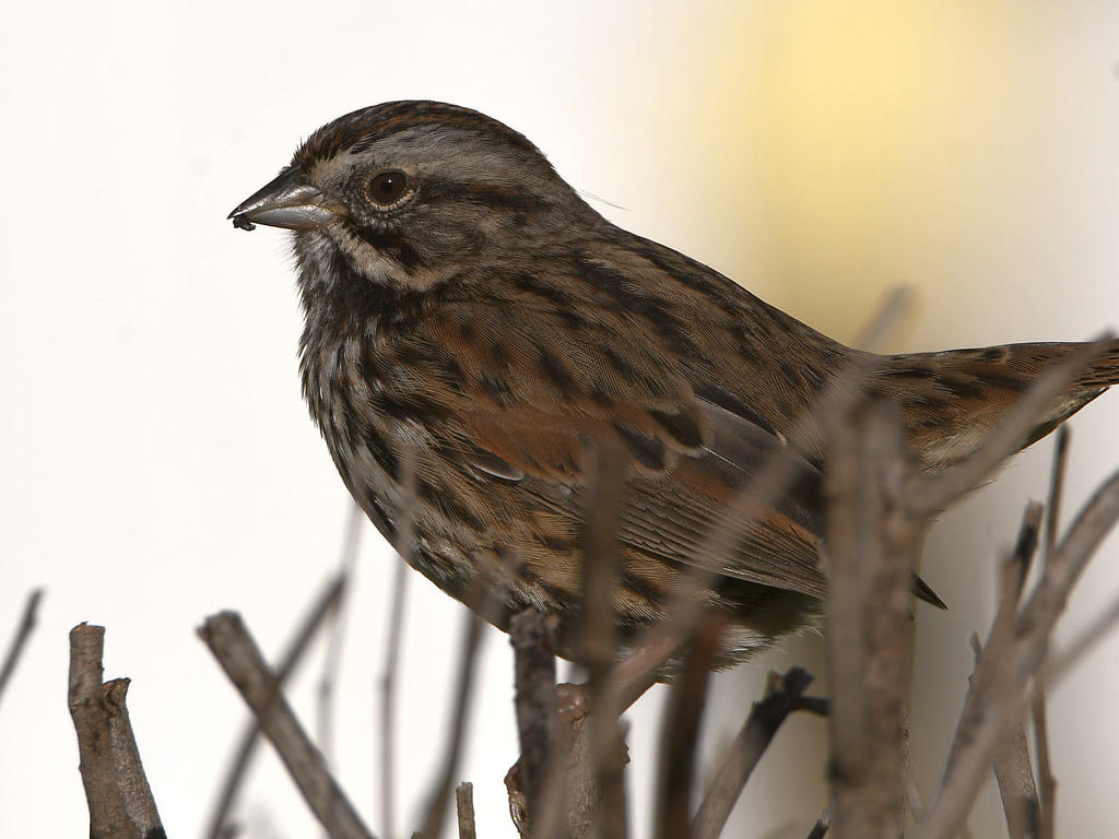 Sparrow10.jpg