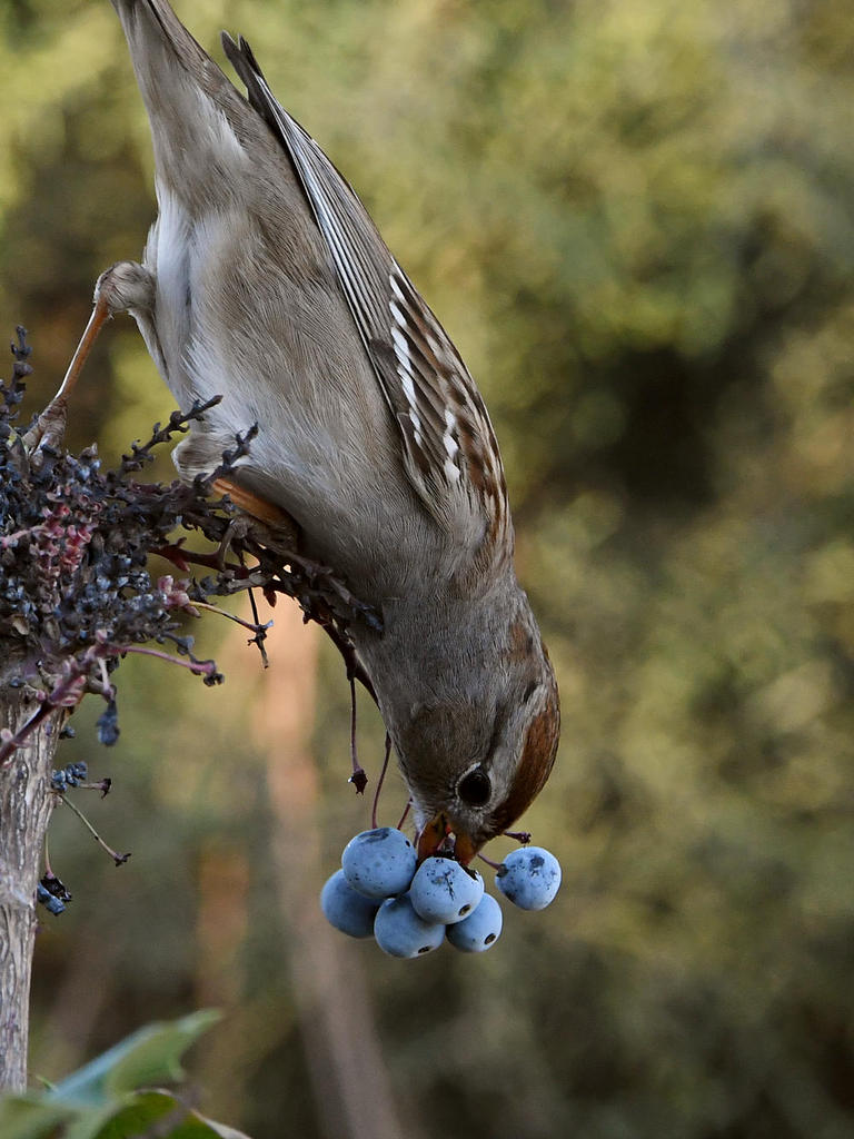 Sparrow10.jpg