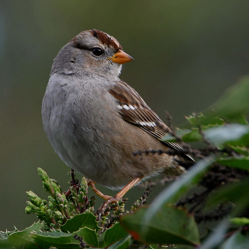 Sparrow10.jpg