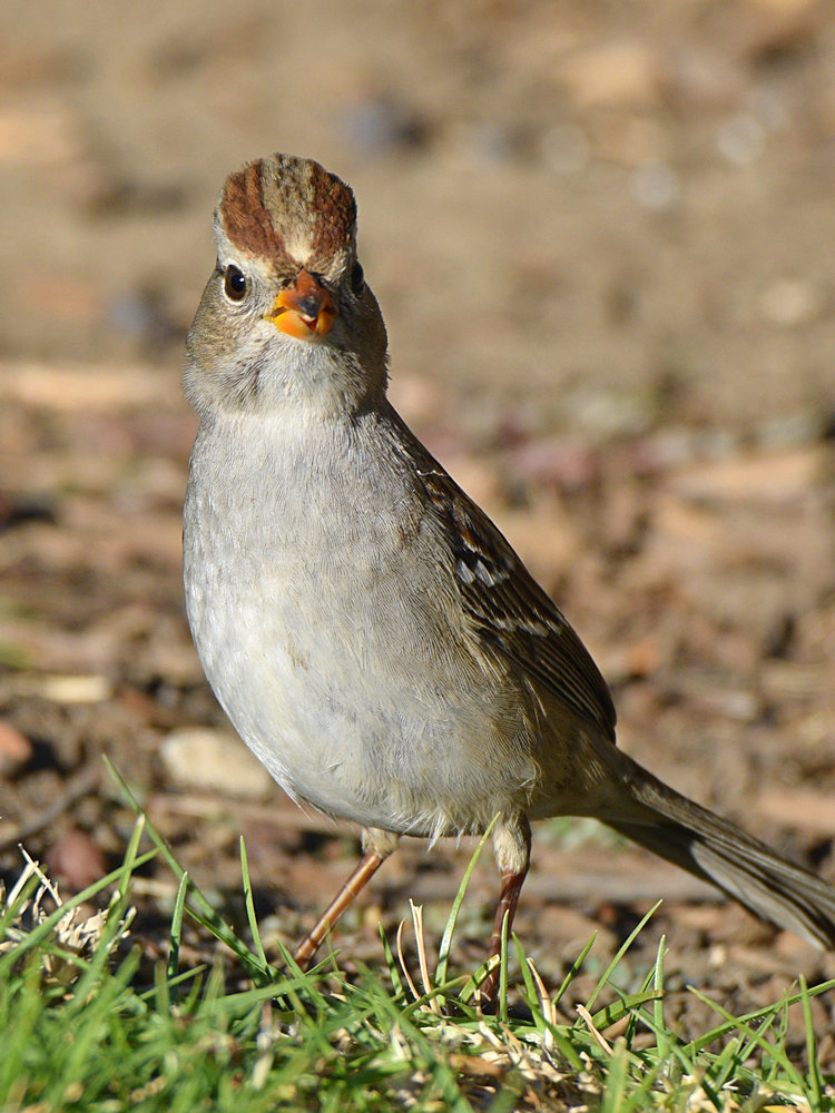 Sparrow11.jpg