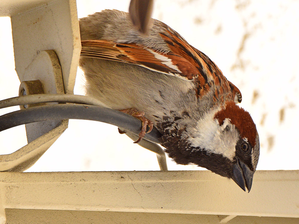 Sparrow11.jpg
