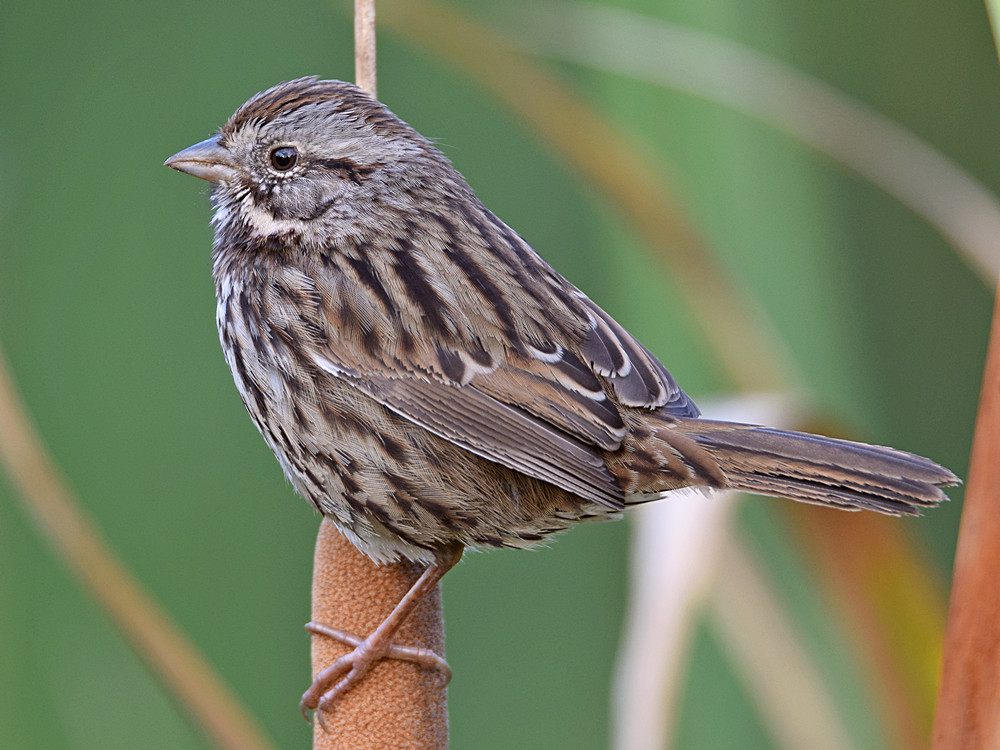 Sparrow11.jpg
