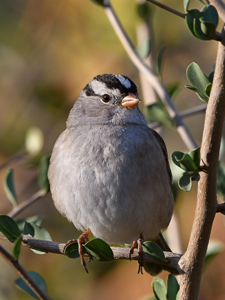 Sparrow11.jpg