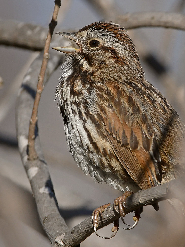 Sparrow11.jpg