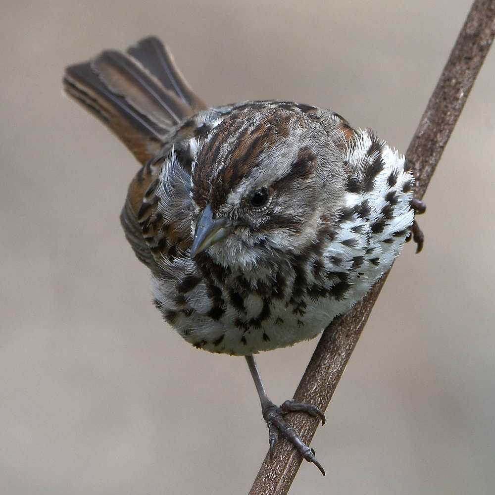 Sparrow11.jpg
