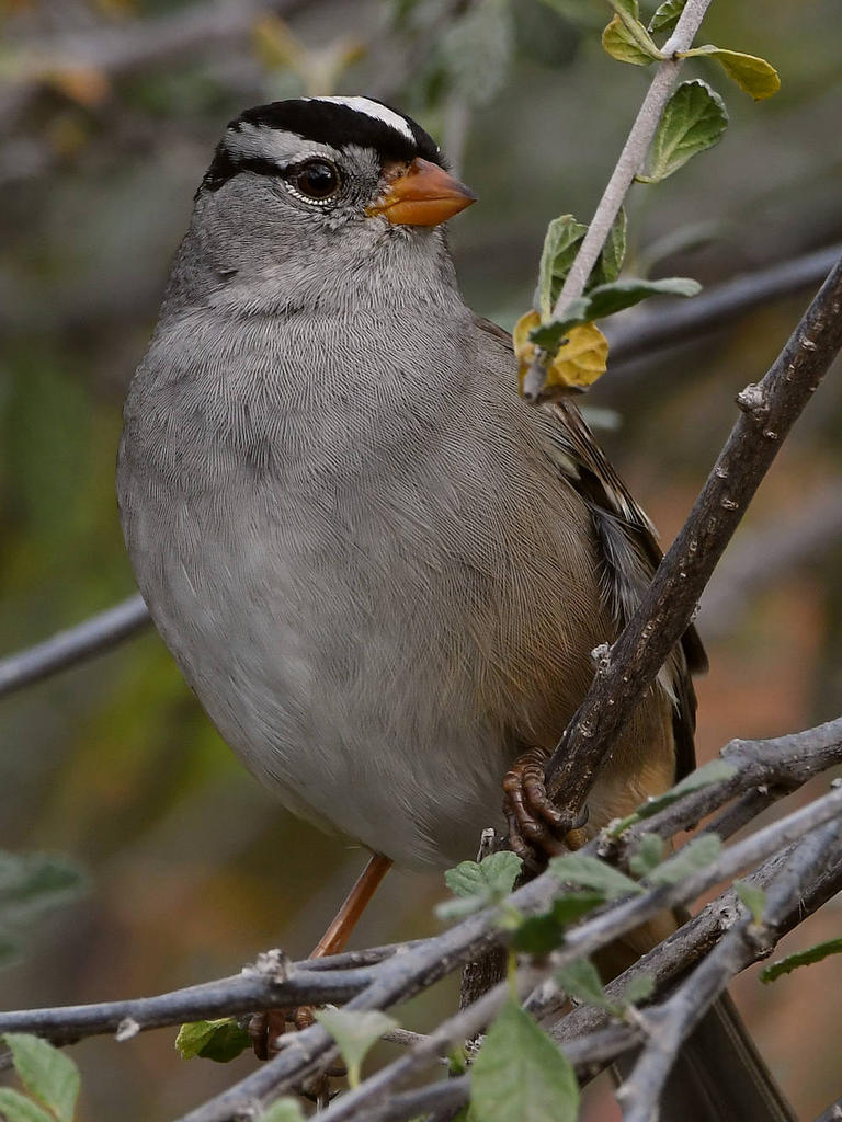 Sparrow11.jpg