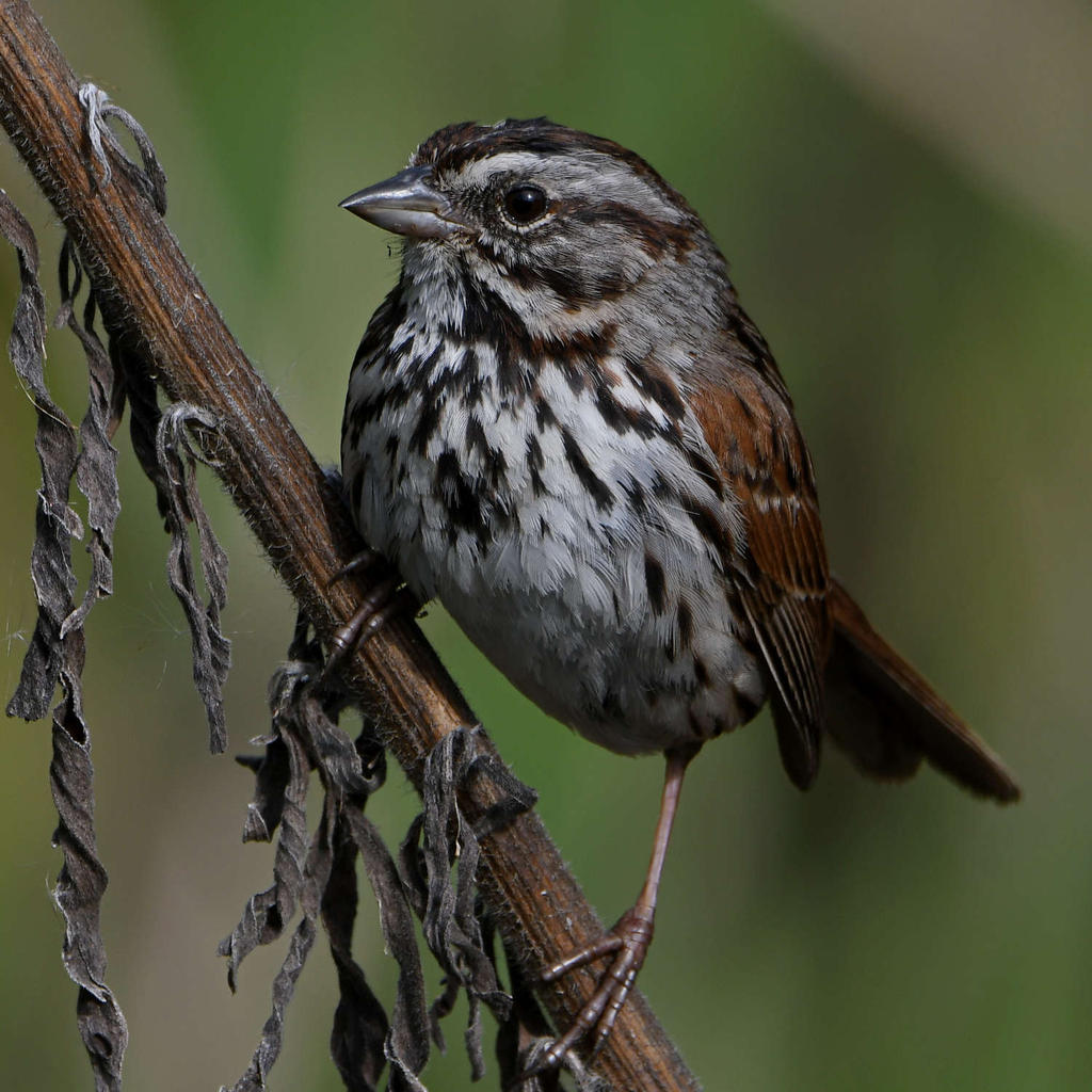 Sparrow11.jpg