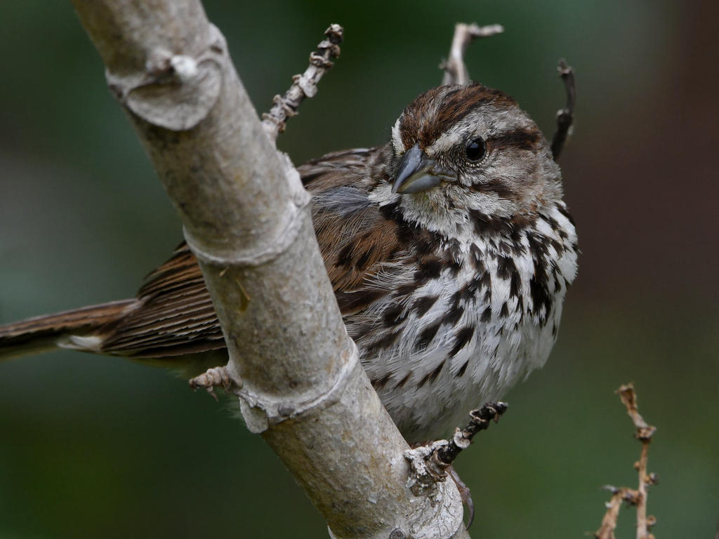 Sparrow11.jpg